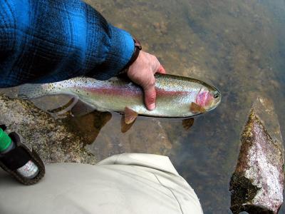 Releasing a nice  'bow...
