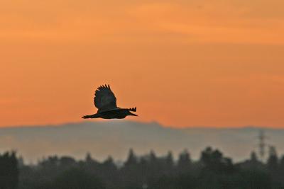 Night Heron sunset silhouette