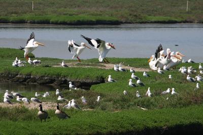 American White Pelicans landing