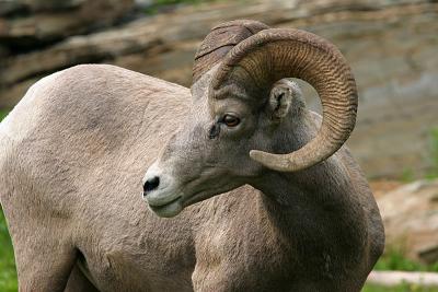 Bighorn Sheep