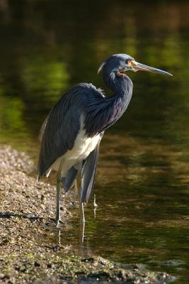 Tricolored Heron