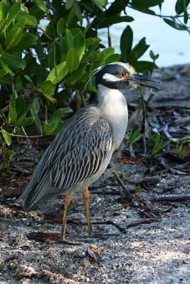 Yellow-Crowned Night Heron