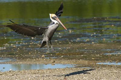 Brown Pelican Landing