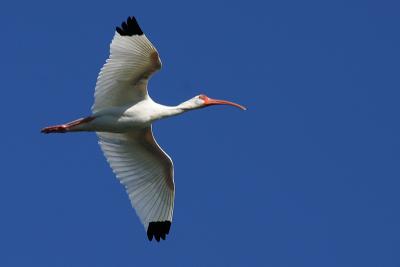 White Ibis in Flight
