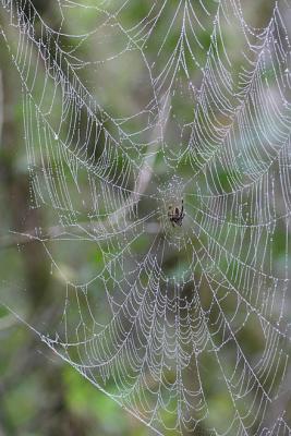Spider in Wet Web