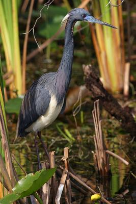 Tricolored Heron with Blue Lores