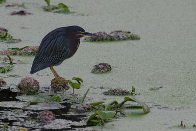 Green Heron