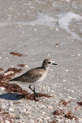 Black-bellied Plover