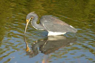 Tricolored Heron