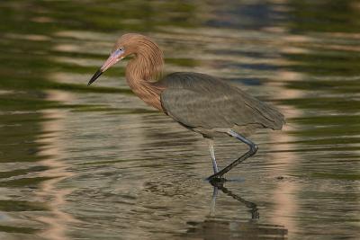 Reddish Egret