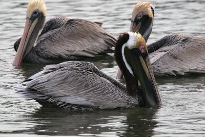 Brown Pelicans