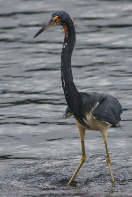 Tricolored Heron