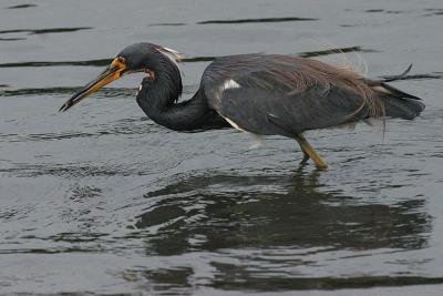 Tricolored Heron with Small Fish