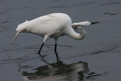 Great Egret with Small Fish