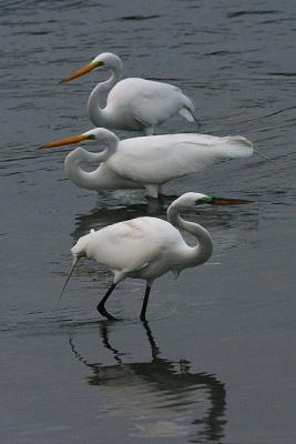 Great Egrets
