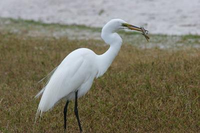 Great Egret with Snake