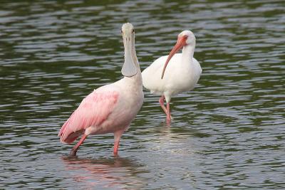 Roseate Spoonbill and White Ibis