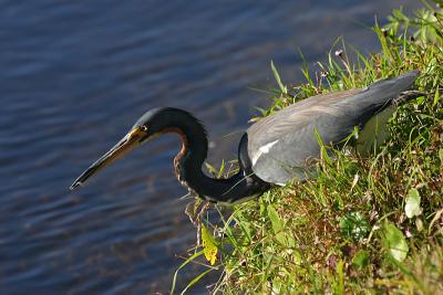 Tricolored Heron with Small Fish