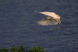 Cattle Egret