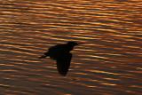 Green Heron Sunset Silhouette