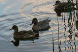 Green-Winged Teals