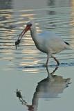 White Ibis with Crab