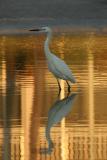 Reddish Egret, White Morph