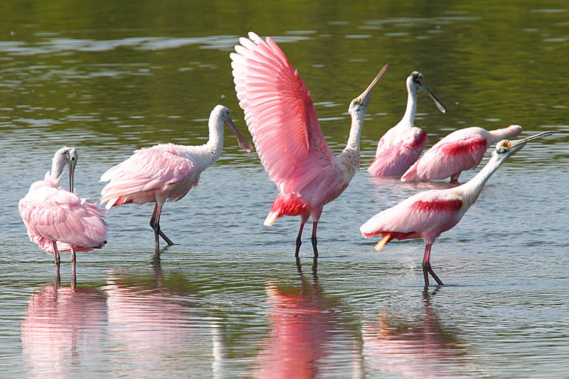 Roseate Spoonbills