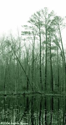 White Oak Swamp