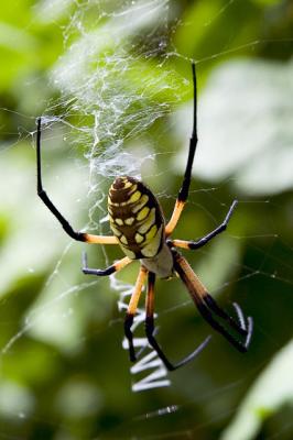 u43/garyb50/medium/33518605.Argiope.jpg