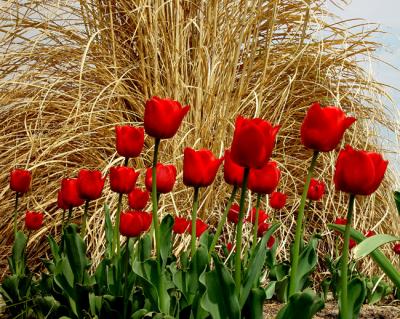 Tulips and Straw