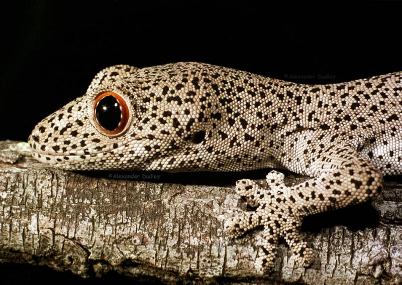 Golden-tailed Gecko