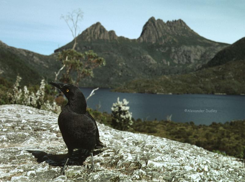 Currawong and Cradle Mountain