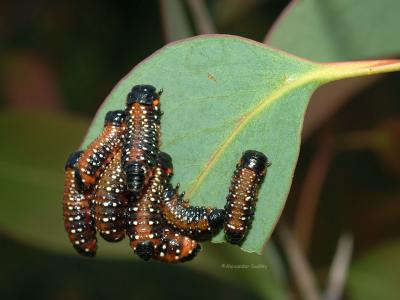 Larvae