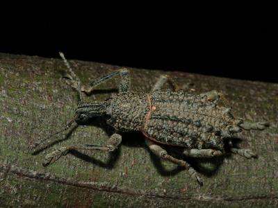 Weevil Curculionidae (Leptopius sp.)