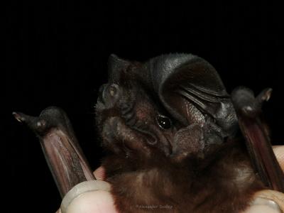 White-striped Mastif Bat