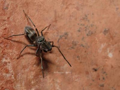 Ant-mimicking spider, Salticidae