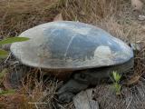 Northern Long-necked turtle, (Chelodina rugosa)