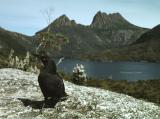 Currawong and Cradle Mountain