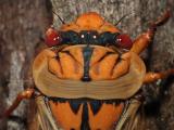 Cicada (Cyclochila australasiae)