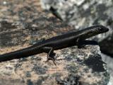 Northern Snow skink, Niveoscincus greenii