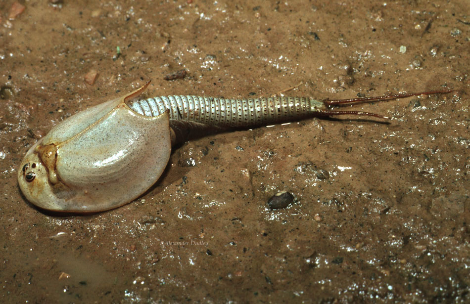 Shield shrimp (Triops australiensis)