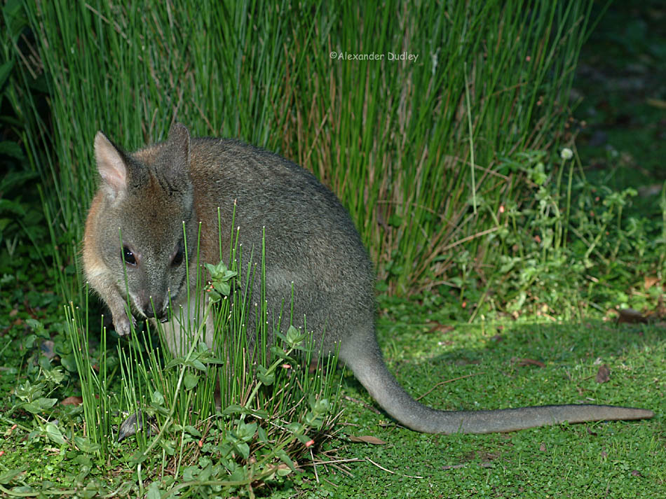 Red-necked Pademelon, (Thylogale thetis)