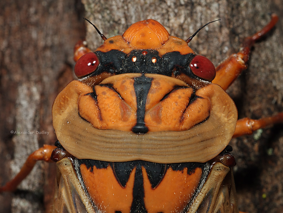 Cicada (Cyclochila australasiae)