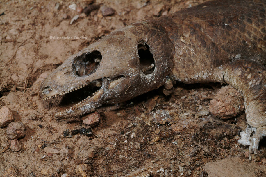 Arnhem Crevice Skink