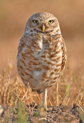 Burrowing owl motif 650 CRW_3179.jpg