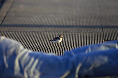 Plover sneaking past Mike D 650 IT0L4822.jpg