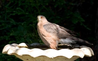 Adult Coopers Hawk on bird bath FB3B6394.jpg
