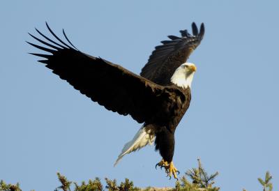 Eagle_07 640.jpg