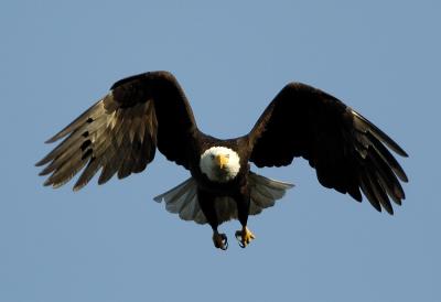 Eagle_11 640.jpg